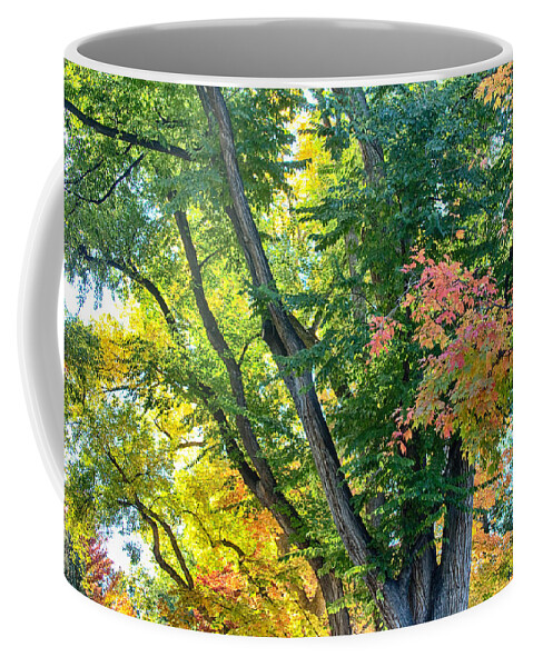 Autumn Coffee Mug featuring the photograph Local Fall Foliage by James BO Insogna