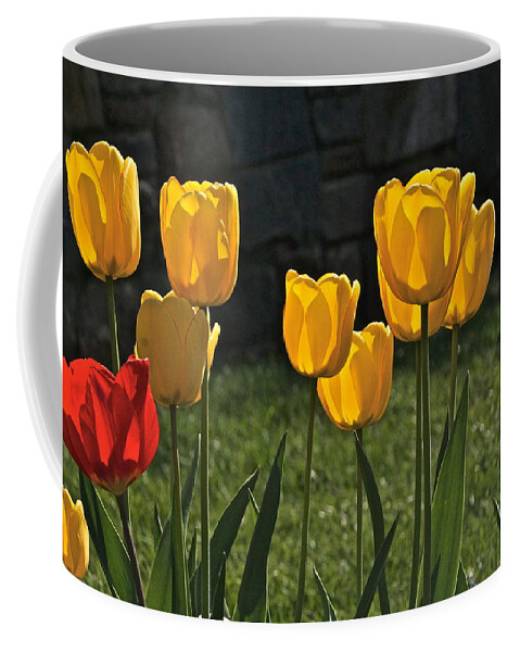 Lollipop Color Tulips Coffee Mug featuring the photograph Lollipop Tulips and Grass and Stone Wall by Byron Varvarigos