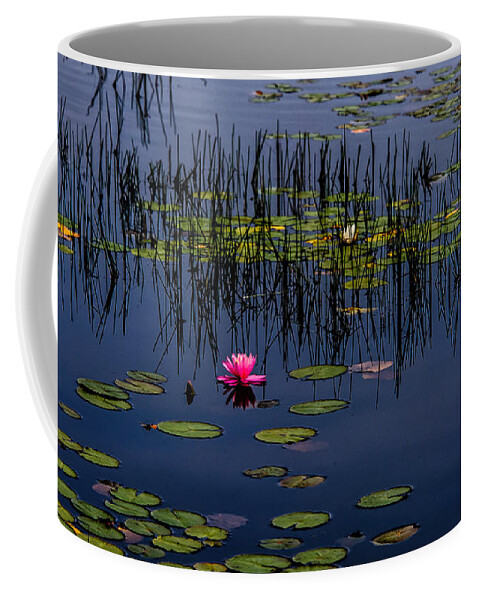 New Jersey Coffee Mug featuring the photograph Lone Pink Water Lily by Louis Dallara
