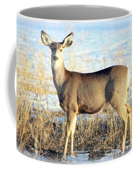 Mule Deer Doe Coffee Mug featuring the photograph Lonesome Doe Sunset by Barbara Chichester