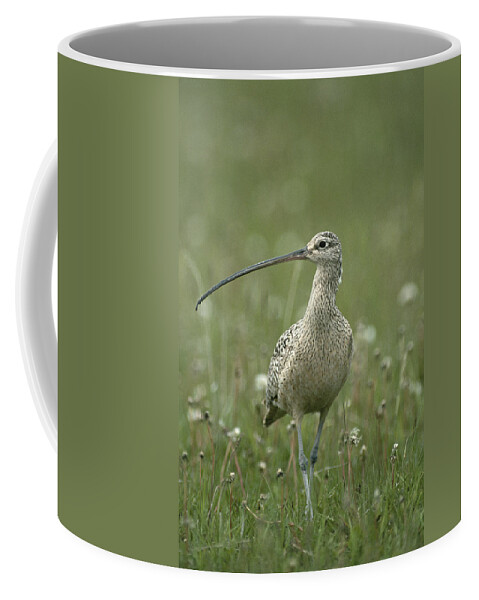 Feb0514 Coffee Mug featuring the photograph Long-billed Curlew Walking Idaho by Michael Quinton