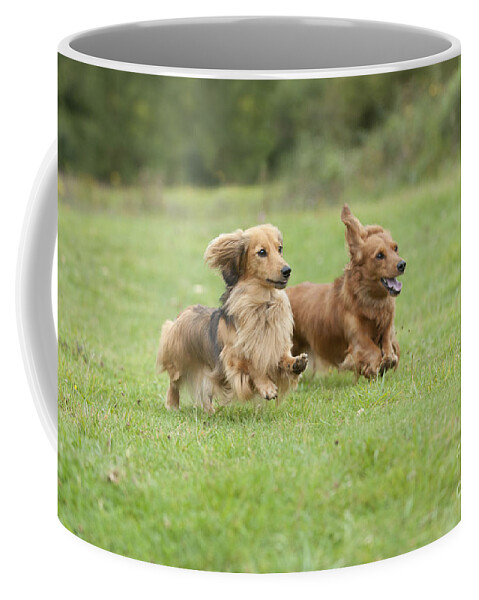 Dachshund Coffee Mug featuring the photograph Long-haired Dachshunds Running by John Daniels