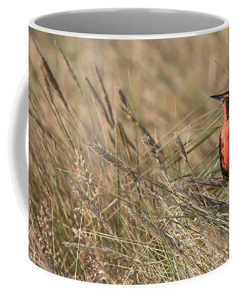 Long-tailed Meadowlark Coffee Mug featuring the photograph Long-tailed Meadowlark by John Shaw