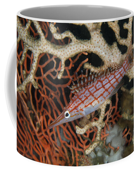 Colin Marshall Coffee Mug featuring the photograph Longnose Hawkfish and Coral by Colin Marshall