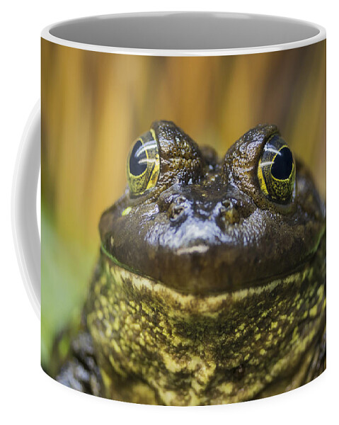 Amphibian Coffee Mug featuring the photograph Look Into My Eyes by Windy Corduroy