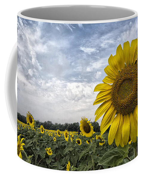Helianthus Annuus Coffee Mug featuring the photograph Looking at the Sun by Robert Fawcett