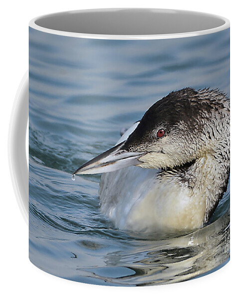 Bird Coffee Mug featuring the photograph Loon by Kathy Baccari