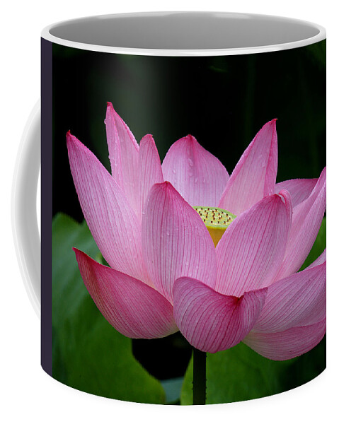 Nature Coffee Mug featuring the photograph Lotus-Center of Being iii DL033 by Gerry Gantt