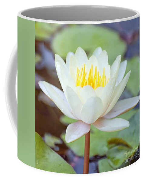 Lotus Coffee Mug featuring the photograph Lotus flower 02 by Antony McAulay