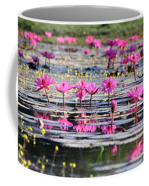 Aquatic Coffee Mug featuring the photograph Lotus flowers by Amanda Mohler