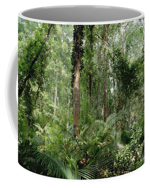 Feb0514 Coffee Mug featuring the photograph Low Montane Tropical Rainforest Khao by Gerry Ellis