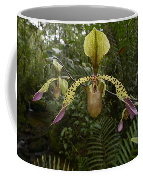 Feb0514 Coffee Mug featuring the photograph Lows Slipper Orchid Mt Kinabalu Borneo by Ch'ien Lee