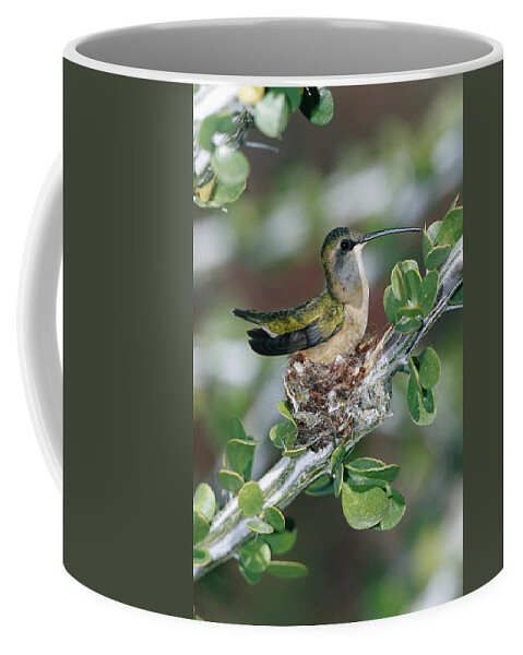 00196934 Coffee Mug featuring the photograph Lucifer Hummingbird Female Nesting by Konrad Wothe