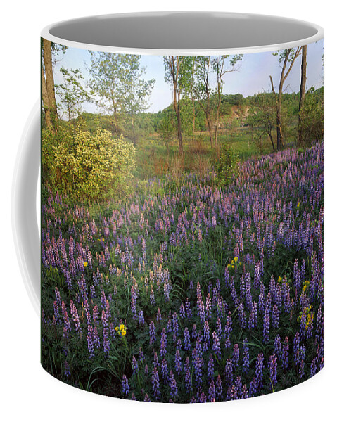 Feb0514 Coffee Mug featuring the photograph Lupine Indiana Dunes National Lakeshore by Tim Fitzharris