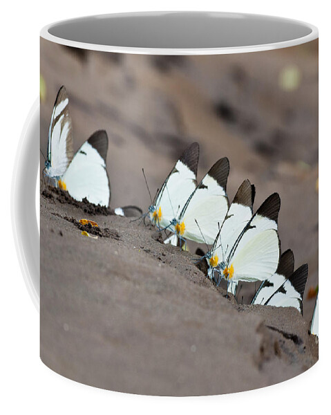 Lycimnia White Coffee Mug featuring the photograph Lycimnia White Butterflies by William H. Mullins