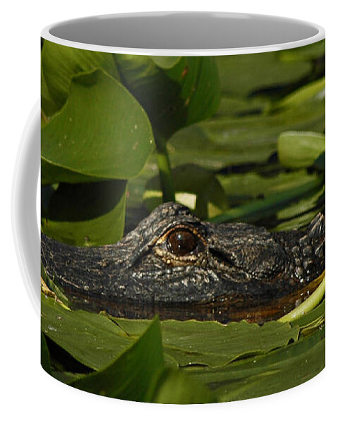Alligator Coffee Mug featuring the photograph Lying in Wait by Vivian Christopher