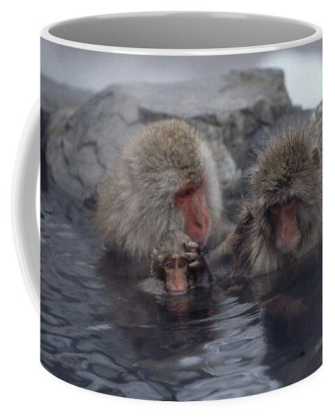 Animal Coffee Mug featuring the photograph Macaques In A Hot Spring by Akira Uchiyama