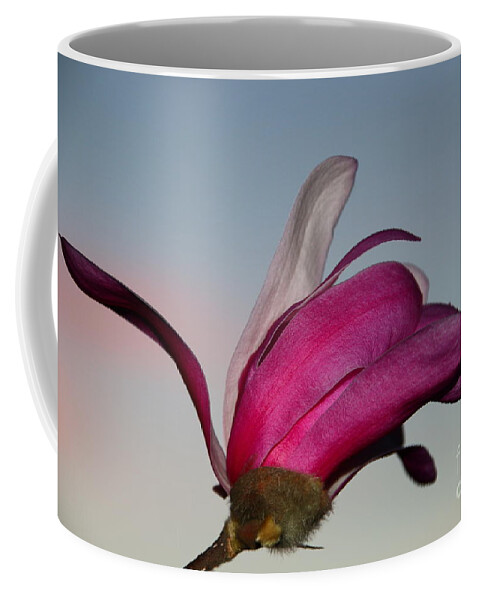 Beautiful Coffee Mug featuring the photograph Magnolia Blossom in the Sunset by Amanda Mohler