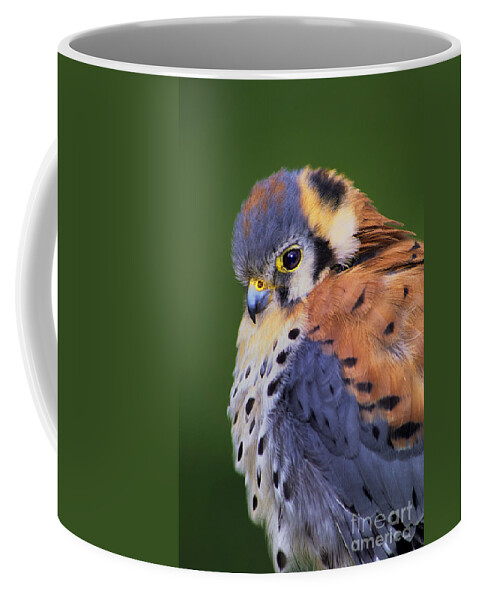 Dave Welling Coffee Mug featuring the photograph Male American Kestrel Falco Sparverius Captive by Dave Welling