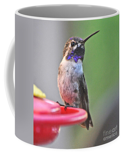 Colorful. Bird Coffee Mug featuring the photograph Male Costa's Listening by Jay Milo
