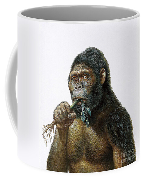 https://render.fineartamerica.com/images/rendered/default/frontright/mug/images-medium-5/male-australopithecus-eating-a-plant-publiphoto.jpg?&targetx=244&targety=0&imagewidth=311&imageheight=333&modelwidth=800&modelheight=333&backgroundcolor=F8F7FB&orientation=0&producttype=coffeemug-11
