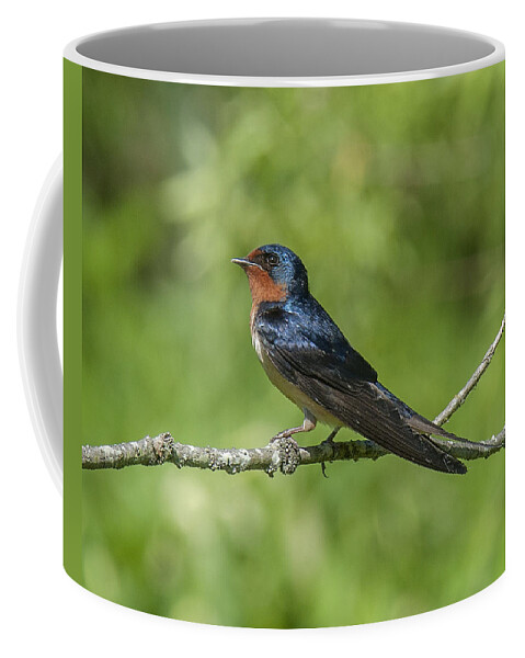 Marsh Coffee Mug featuring the photograph Male Barn Swallow Hirundo rustica DSB262 by Gerry Gantt
