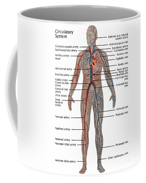 Human Body Coffee Mug featuring the photograph Male Circulatory System by Gwen Shockey