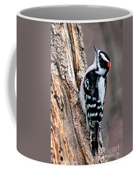 Downey Woodpecker Coffee Mug featuring the photograph Male Downy Woodpecker by Barbara McMahon