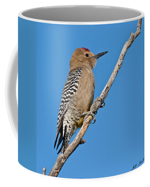 Animal Coffee Mug featuring the photograph Male Gila Woodpecker by Jeff Goulden