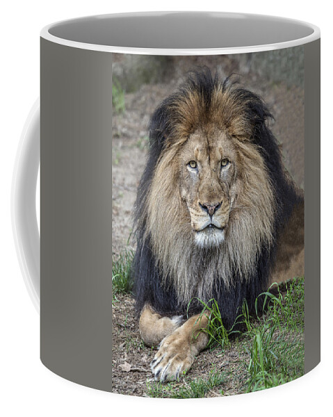Wildlife Coffee Mug featuring the photograph Male Lion Portrait by William Bitman