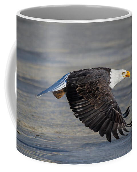 Bald.male Coffee Mug featuring the photograph Male wild bald eagle ready to land by Eti Reid