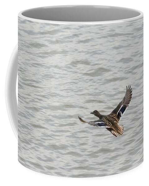 Mallard Coffee Mug featuring the photograph Mallard Hen in Flight by Holden The Moment