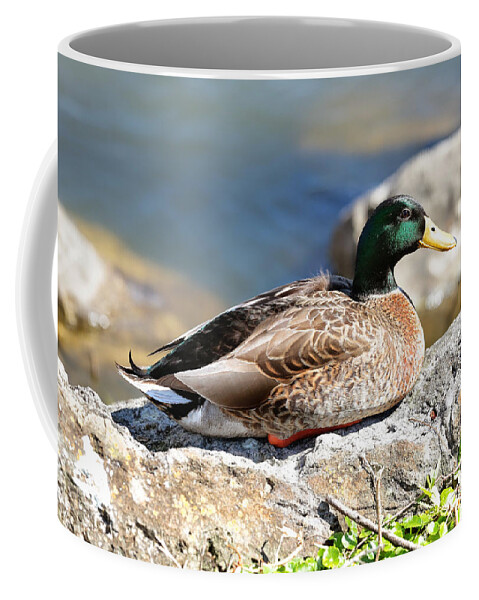 Mallard Coffee Mug featuring the photograph Mallard on Rock by Carol Groenen