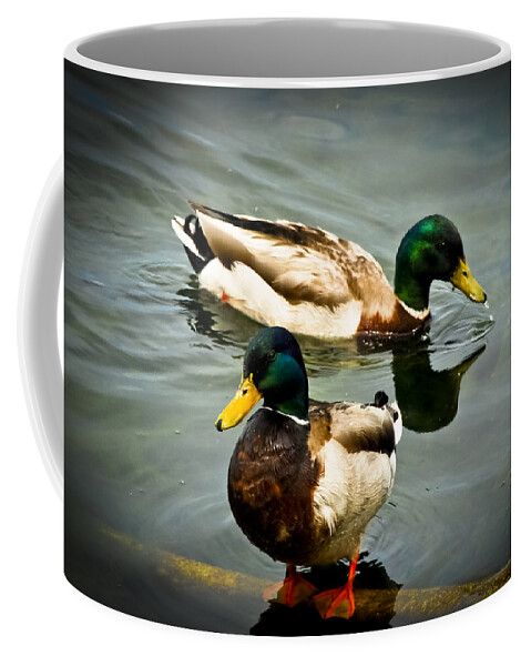 Avian Coffee Mug featuring the photograph Mallards on Mendota by Christi Kraft
