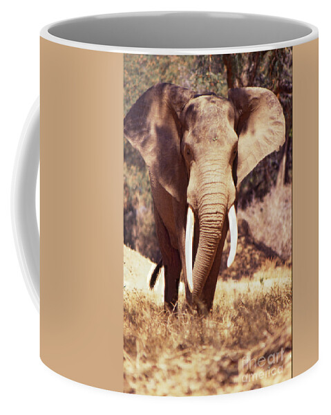 Mana Pools Coffee Mug featuring the photograph Mana Pools Elephant by Jeremy Hayden