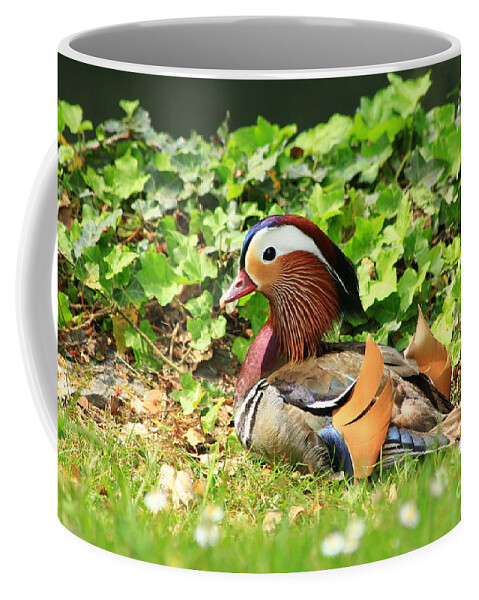 Animal Coffee Mug featuring the photograph Mandarin Duck in the grass by Amanda Mohler