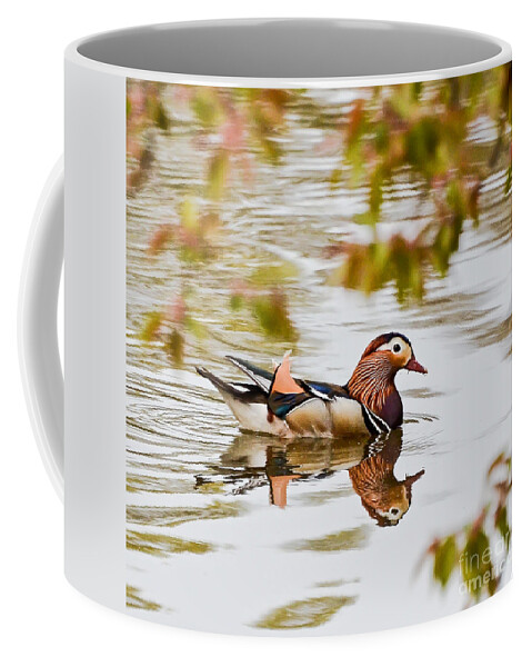 Mandarin Duck Coffee Mug featuring the photograph Mandarin Duck Reflection by Kerri Farley