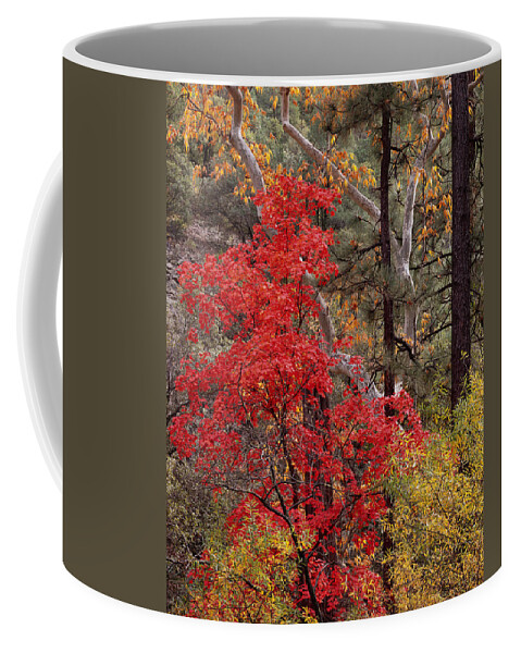 Arizona Coffee Mug featuring the photograph Maple Sycamore Pine by Tom Daniel