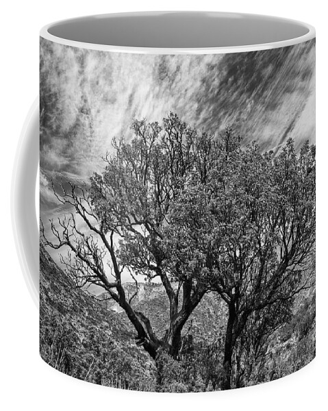 Guadalupe Mountains National Park. Texas. Mckittrick Canyon Trail Coffee Mug featuring the photograph Madrone Trees 2 by Bob Phillips