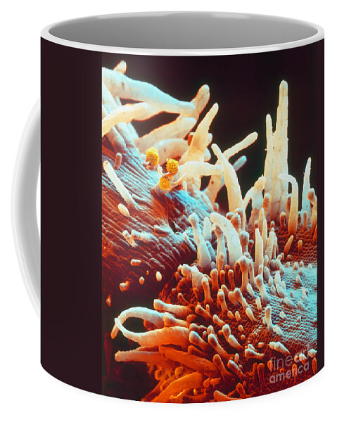 Sem Coffee Mug featuring the photograph Marigold Petal SEM by Eye Of Science