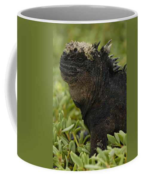 Feb0514 Coffee Mug featuring the photograph Marine Iguana Galapagos Islands by Pete Oxford
