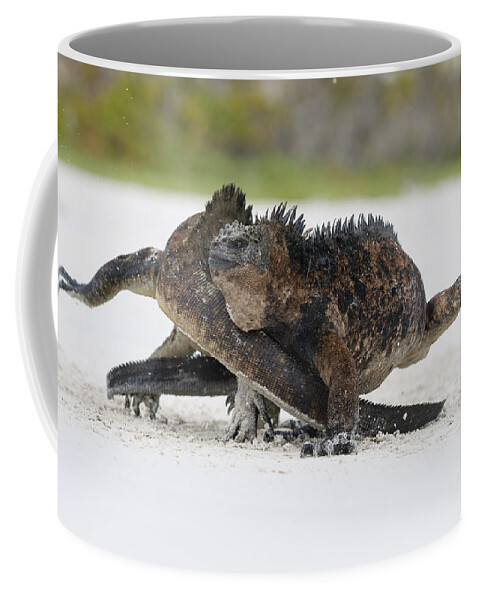 Tui De Roy Coffee Mug featuring the photograph Marine Iguana Males Fighting Turtle Bay by Tui De Roy