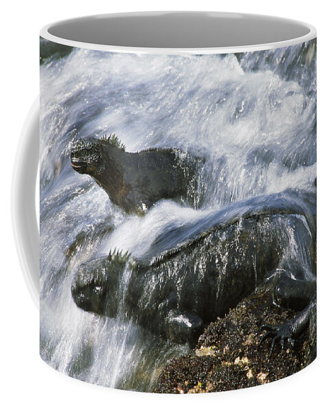 Feb0514 Coffee Mug featuring the photograph Marine Iguana Pair In Surf Galapagos by Tui De Roy