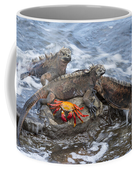 Tui De Roy Coffee Mug featuring the photograph Marine Iguana Trio And Sally Lightfoot by Tui De Roy