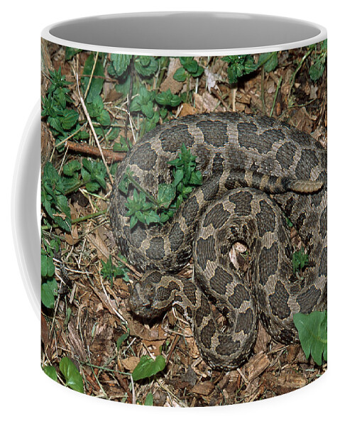 Animal Coffee Mug featuring the photograph Massasauga Rattlesnake by Karl H. Switak