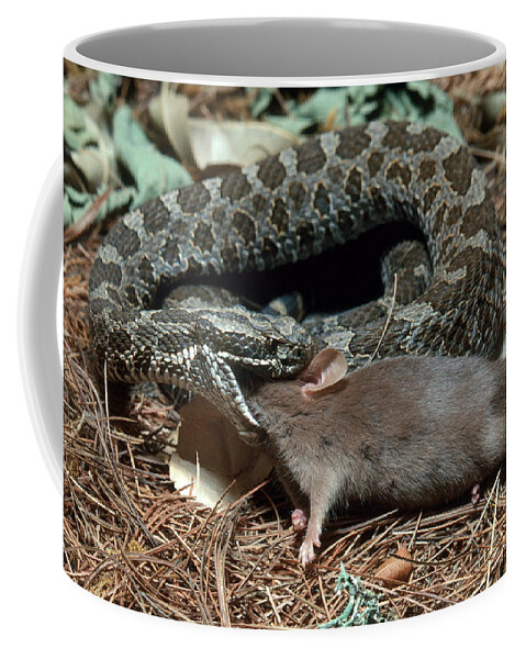 Animal Coffee Mug featuring the photograph Massasauga Rattlesnake With Prey by John Mitchell