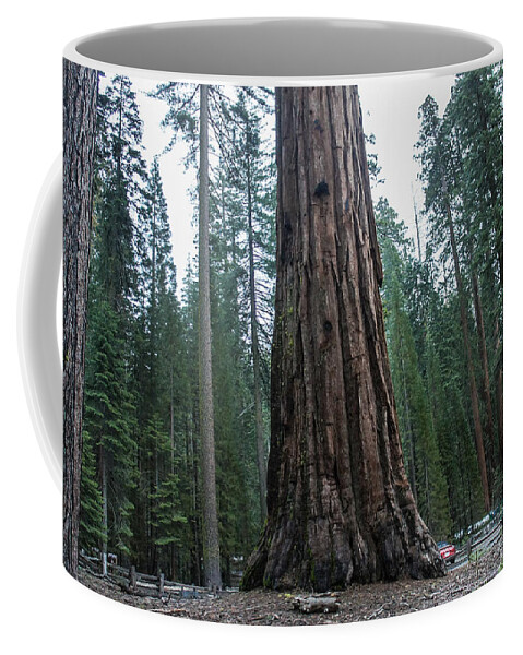 Redwoods Coffee Mug featuring the photograph Master of the Forest by Weir Here And There
