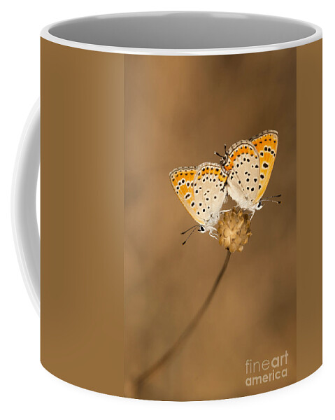 Mating Coffee Mug featuring the photograph Mating butterflies by Alon Meir
