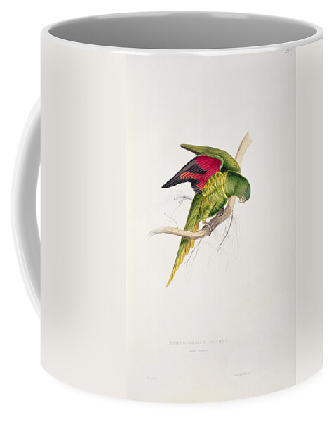 Maton Coffee Mug featuring the painting Matons Parakeet by Edward Lear