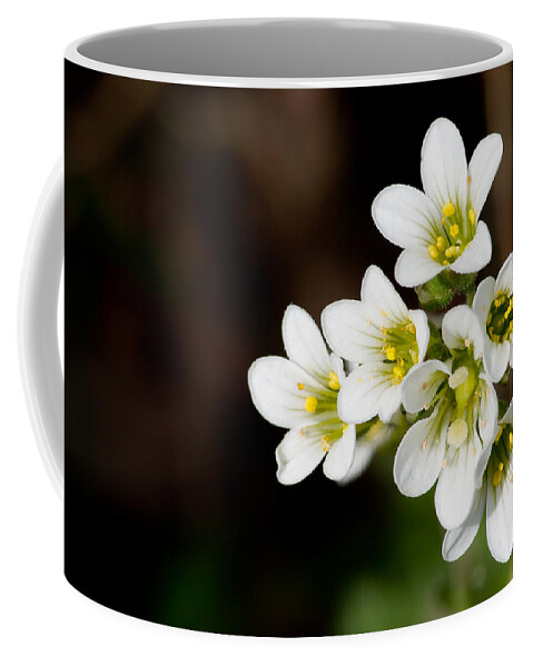 Meadow Saxifrage Coffee Mug featuring the photograph Meadow Saxifrage by Torbjorn Swenelius